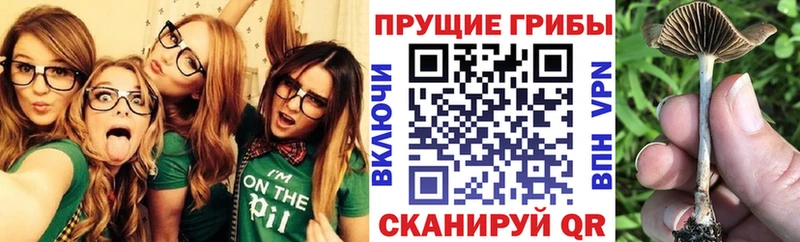 Галлюциногенные грибы Psilocybe Закаменск